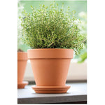10" Clay Planter Saucer - Terracotta