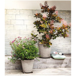 10.12" Cono Clay Pot - Grafite