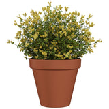 10" Standard Clay Planter