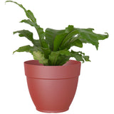 12" Capri Campana Round Planter - Dark Red