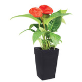 DCN Plastic N351236 Harmony Tall Planter, Black, 12 by 18-Inch
