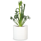 11" Panna Fashionista Ceramic Planter